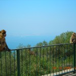 Barbary Macaques