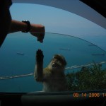 Barbary Macaques