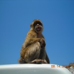 Barbary Macaques