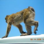 Barbary Macaques