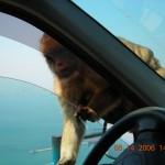 Barbary Macaques